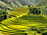 Sapa terraced rice fields