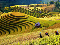 Mu Cang Chai Tour